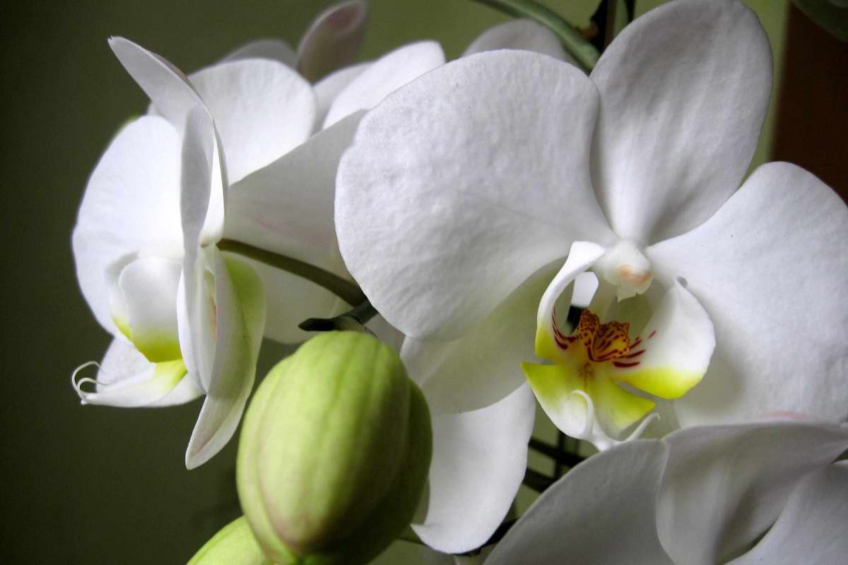 Почему нельзя дарить и принимать в дар орхидеи орхидеи, дарить, цветок, Diana, честь, Princess, named, orchid, любви, радости, подарок, коллеге, Символ, гибрид, Memoria, Vanda, названную, William, королева, Великобритании
