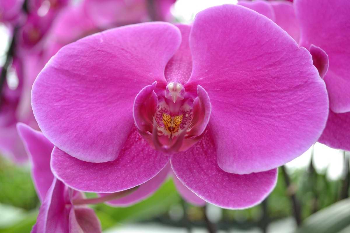 Почему нельзя дарить и принимать в дар орхидеи орхидеи, дарить, цветок, Diana, честь, Princess, named, orchid, любви, радости, подарок, коллеге, Символ, гибрид, Memoria, Vanda, названную, William, королева, Великобритании