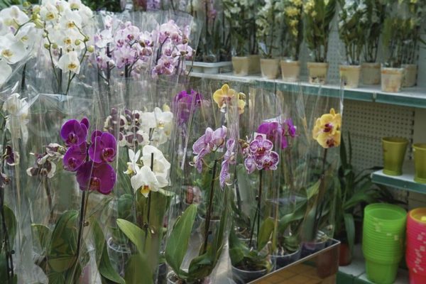 Почему нельзя дарить и принимать в дар орхидеи