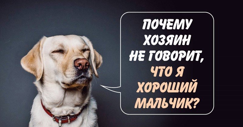 поведение собаки