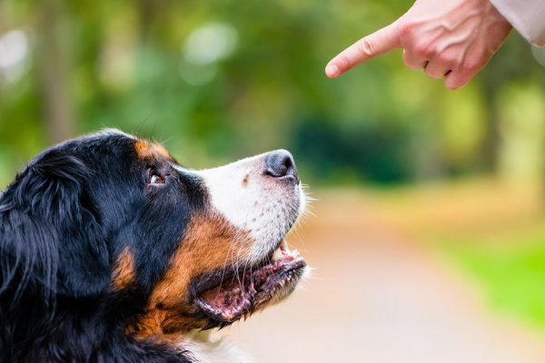 Woman doing obedience training with dog practicing sit command