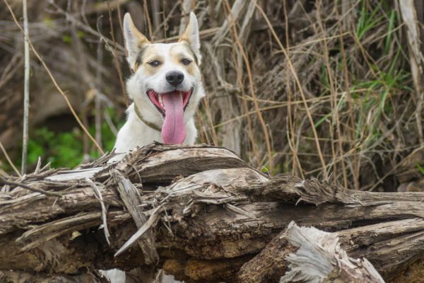 Что можно сделать из коряги