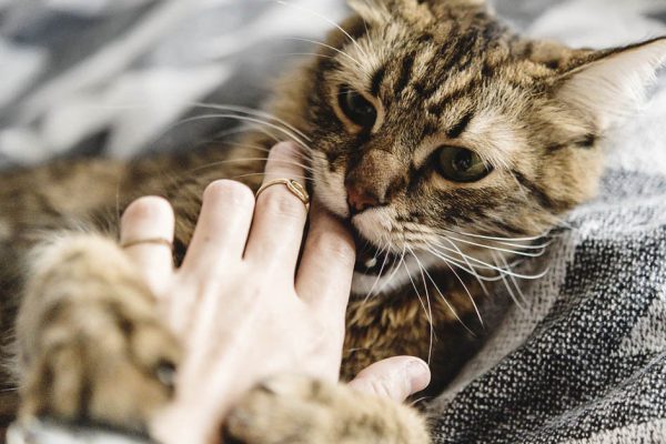 В доме может являться неприкаянная душа, если кот ведет себя подобным образом