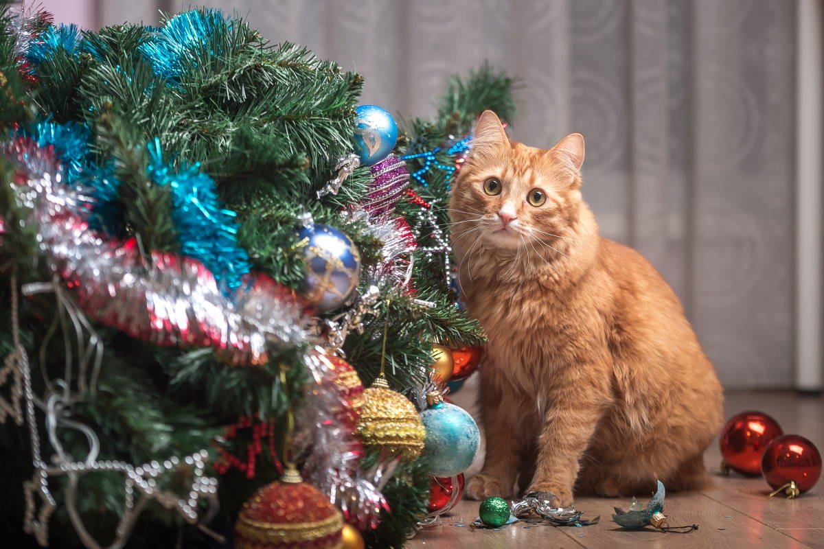 Что делать с новогодней елкой хозяевам, у которых в доме обитает пушистая и любопытная кошачья мордашка