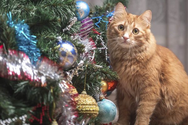Что делать с новогодней елкой хозяевам, у которых в доме обитает пушистая и любопытная кошачья мордашка