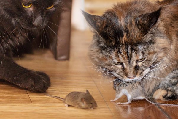 Если кот приносит грызуна в зубах своему хозяину, что это значит?