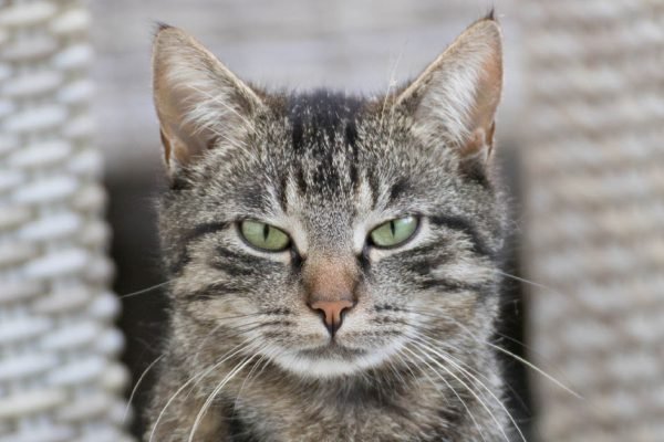 Когда ухожу из дома хотя бы на минуту, возвращаюсь к кошке с извинениями, иначе нельзя