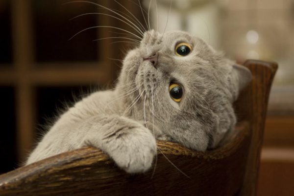 Как ухаживать за котом