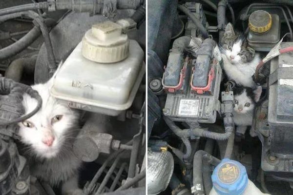 Перед тем как завести машину, всегда заглядываю под капот, ведь там может быть сюрприз