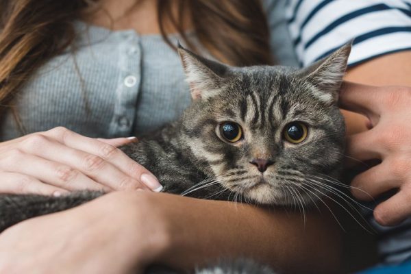 Почему кошки воспринимают хозяев как родителей
