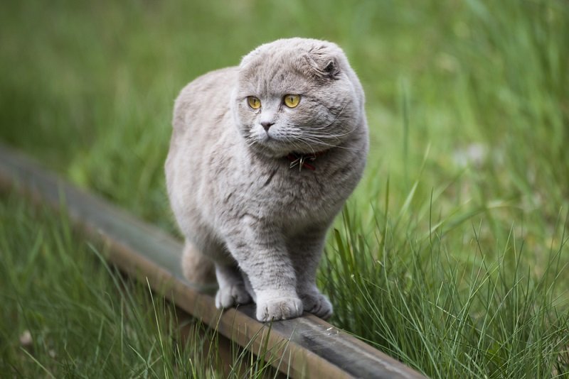 шотландский вислоухий кот фото