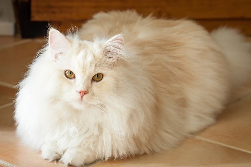 персидский кот фото