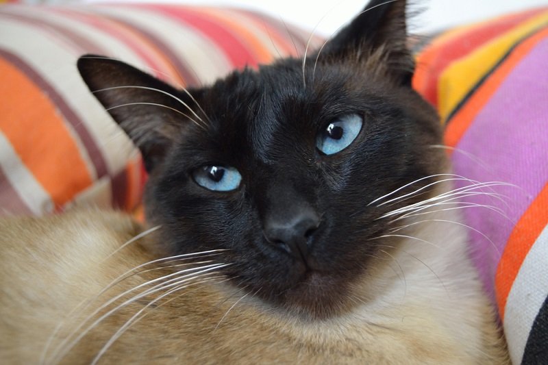 сиамский кот фото