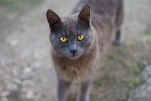closeup yellow eyes cat looking in the camera. Cute background