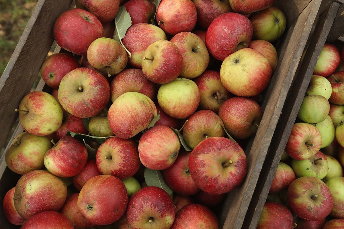 Что означают разные цвета яблочной кожуры яблоки, зеленых, сорта, красные, больше, зеленые, яблок, железа, красных, желтые, Однако, содержится, кислотность, кожура, меньше, значительно, яблоках, также, благоприятно, отличие