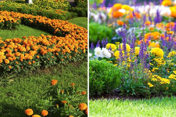 Доказала себе и чванливой соседке, что «ленивый» цветник существует