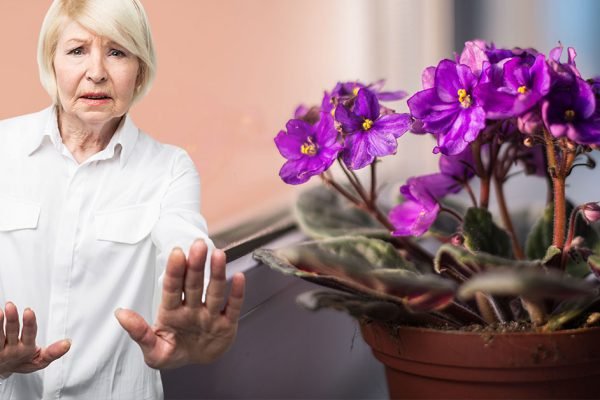 Пока не вынесла из дома все фиалки, ничего хорошего в жизни не происходило
