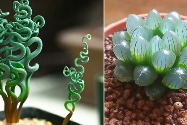 Двенадцать дивных комнатных растений