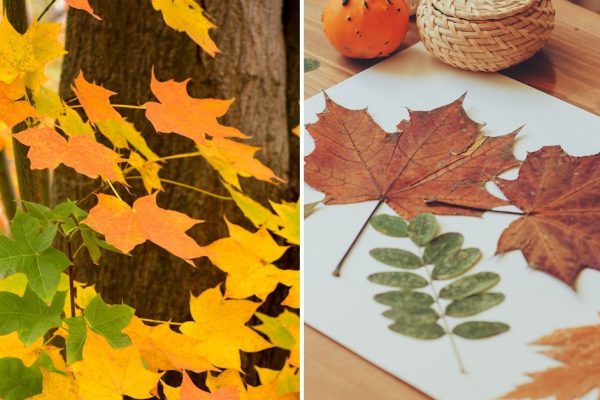 Что можно сделать из осенних листьев