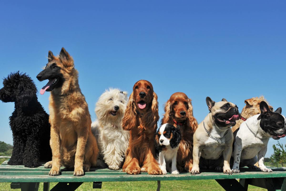 Самые красивые и грациозные породы собак, которые чаще всего занимают первые места на выставках