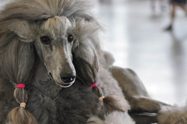 Самые красивые и грациозные породы собак, которые чаще всего занимают первые места на выставках