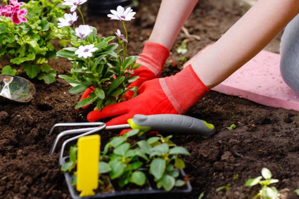 Какие цветы посадить в память о родных