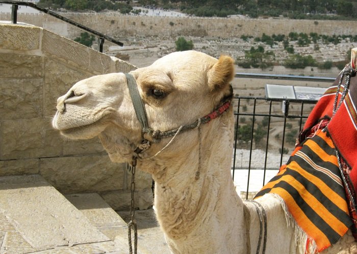 Что нужно знать об Израиле Что нужно знать об Израиле Вдохновение