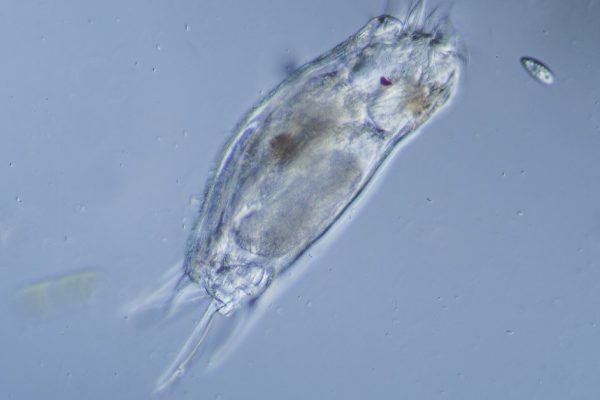 Шуму наделала так называемая коловратка, обнаруженная российскими учеными в вечной мерзлоте