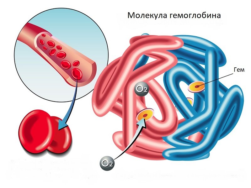 здоровье и критерии здоровья
