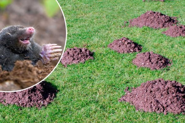 Опытные дачники знают тысячи способов избавиться от кротов, но от этих знаний нет никакого толку, сейчас объясню
