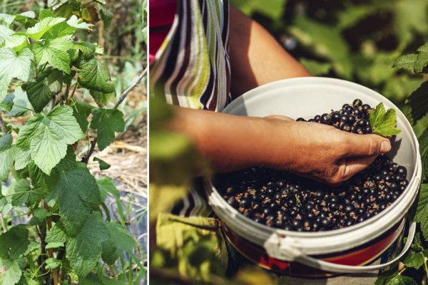 Ленивый агротехник рассказал, как вырастить черную смородину размером с виноградину