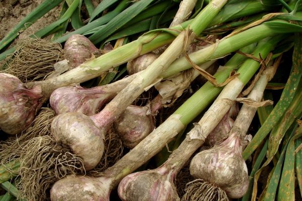 some garlic bulbs with tops on the ground