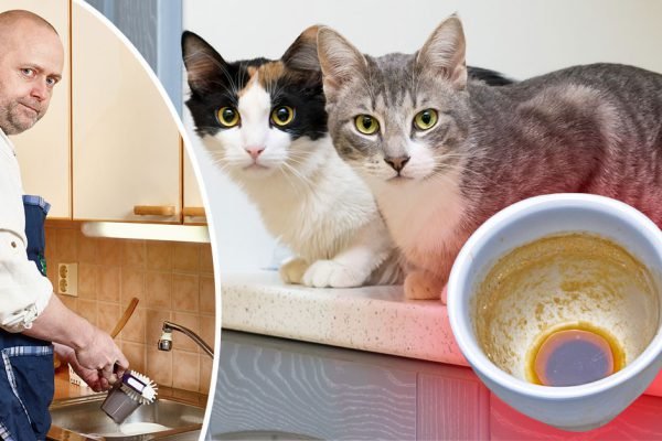 В гостях сразу переворачиваю тарелку и смотрю, есть ли жир на обратной стороне, узнаю хозяйку получше