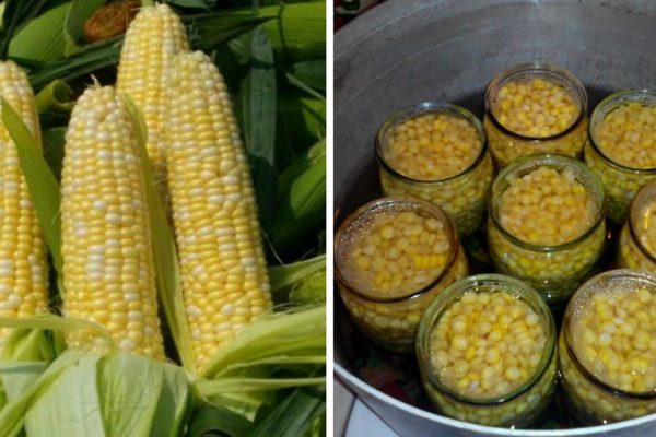 Как правильно заготовить кукурузу в банках на зиму