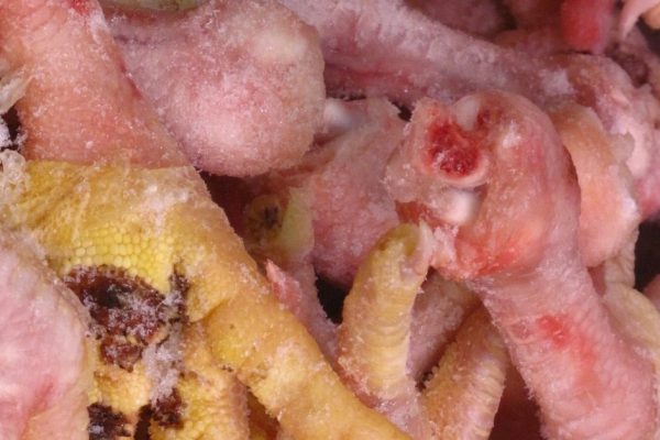 Вот что произойдет с твоим организмом, если будешь есть куриные… Да никто понятия не имеет!