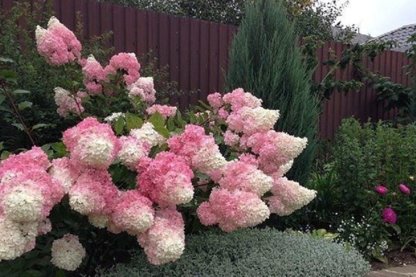 Потрясающие кусты, которые стоит вырастить на даче