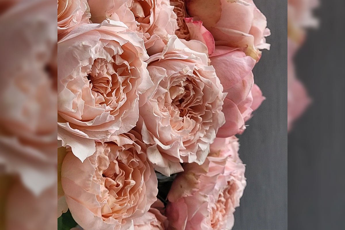 пионовидные кустовые розы фото