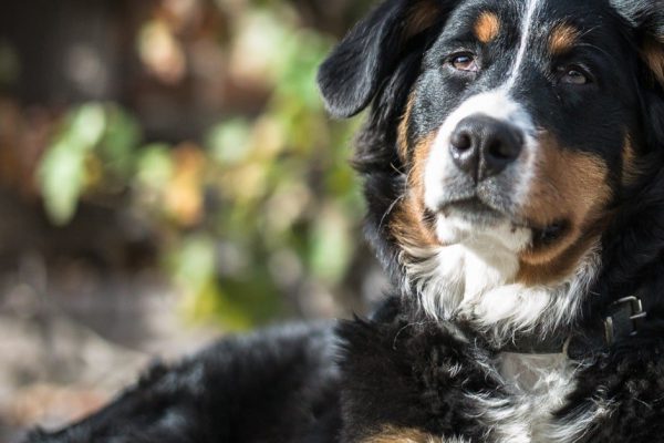 Чувствую себя бессердечной, ведь собираюсь развестись из-за крупного пса, которого обожает муж