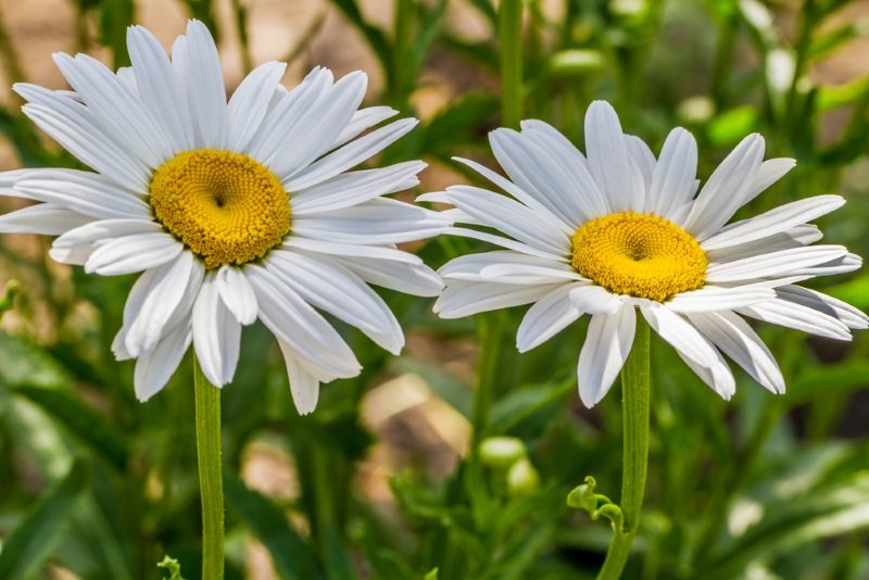 ландшафтный дизайн дачи загородный дом