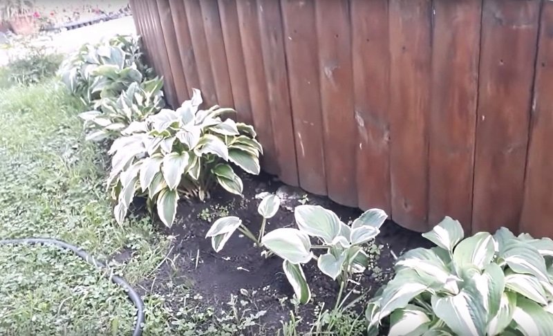 дача и ландшафтный дизайн