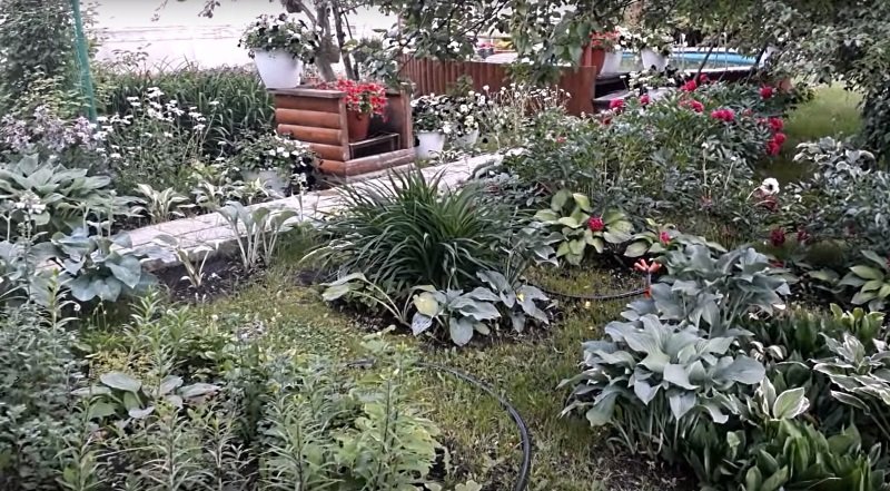 любимая дача ландшафтный дизайн