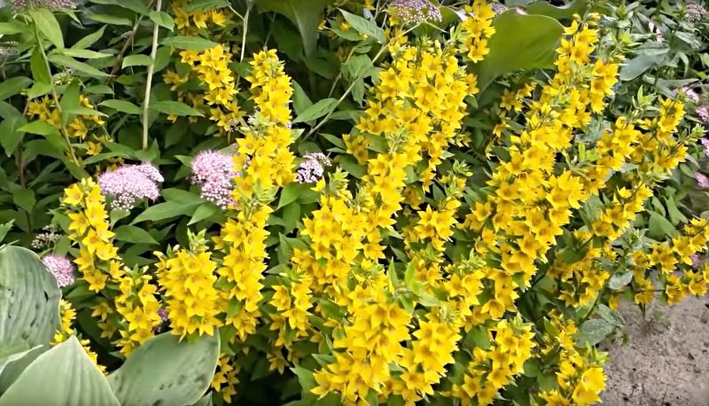 ландшафтный дизайн участка дачи