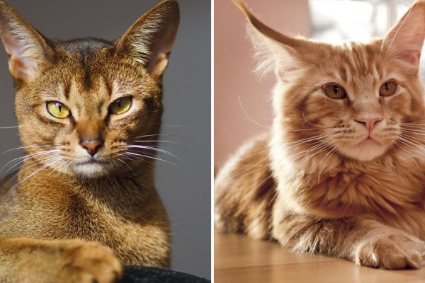 У каких пород кошек собачий характер