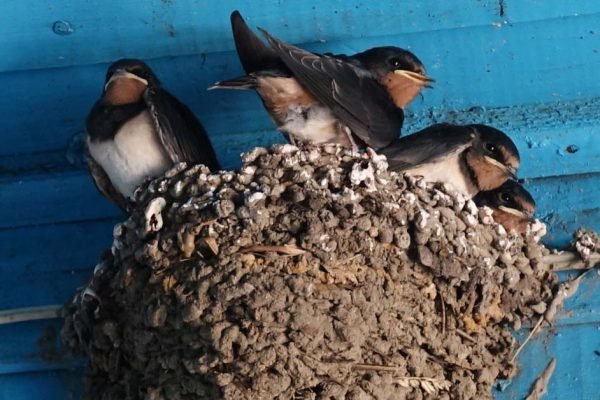 У нас на даче под крышей поселились ласточки, и только сейчас я узнала, что это значит