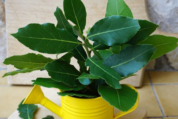 Spice aromatic plant laurel from Croatian Dalmatia in a bowl on a wooden kitchen cutting board close up