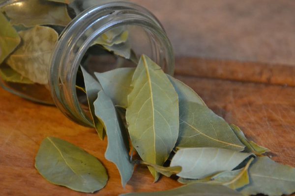 За что лавровый лист величают суперфудом богов