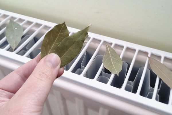 Для чего умудренные опытом хозяйки раскладывают лавровые листья по батареям и какую пользу это приносит