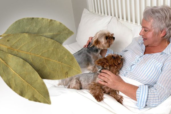 Пенсионерка спрятала лавровый лист в спальне и стала замечать неожиданные перемены