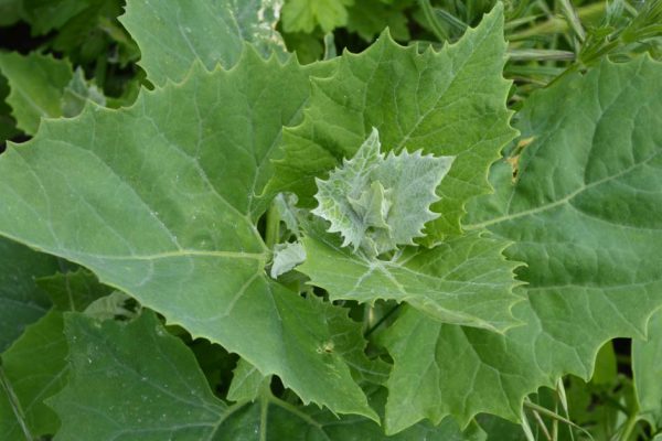 Прозорливые дачники не истребляют лебеду до последнего куста, они знают, как использовать ее с толком