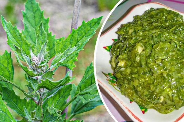 Из молоденькой нежной лебеды готовлю итальянский изыск, аспарагус в подметки не годится